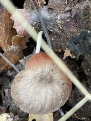 Pluteus longistriatus
