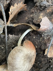 Pluteus longistriatus