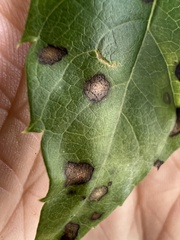 Phyllosticta parthenocissi