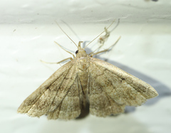 Phalaenostola larentioides