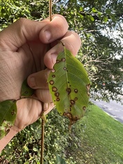 Phyllosticta parthenocissi