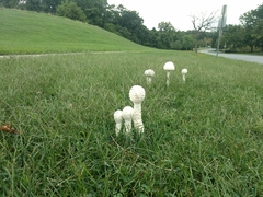 Saproamanita thiersii