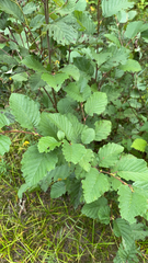 Alnus incana