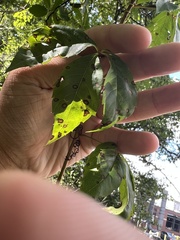 Phyllosticta parthenocissi