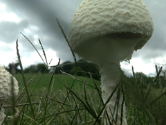 Saproamanita thiersii