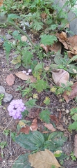 Glandularia venturii