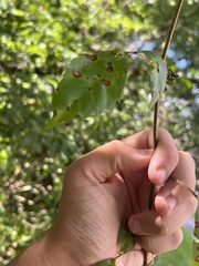 Phyllosticta parthenocissi