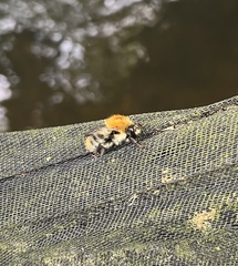 Bombus pascuorum
