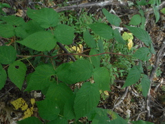 Rubus pubescens