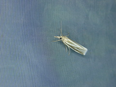Crambus perlella