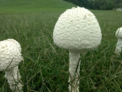 Saproamanita thiersii