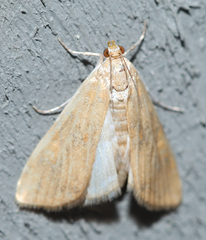 Elophila gyralis