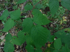 Rubus pubescens