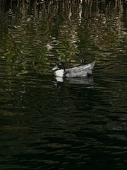 Anas platyrhynchos domesticus