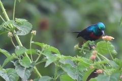 Cinnyris erythrocercus