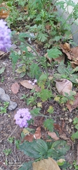 Glandularia venturii
