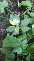 Cryptotaenia canadensis