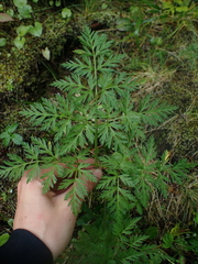 Conioselinum gmelinii