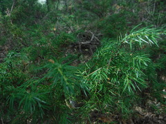 Juniperus communis