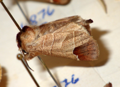 Clostera curtula
