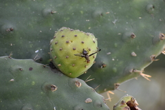 Diacrita costalis