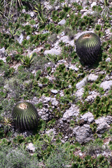 Echinocactus platyacanthus