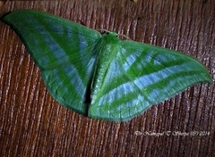 Mixochlora argentifusa