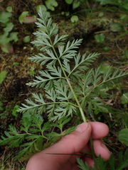 Conioselinum gmelinii