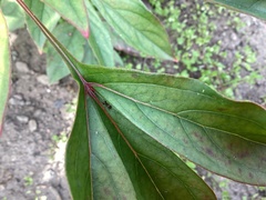 Arthropoda