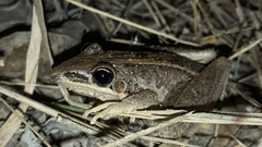 Litoria nasuta