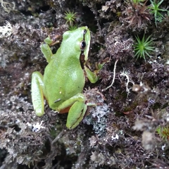 Hyla eximia