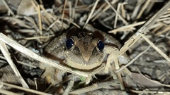Litoria nasuta