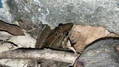 Litoria nasuta