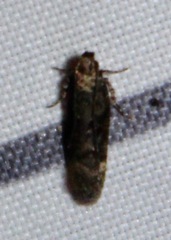 Chionodes formosella