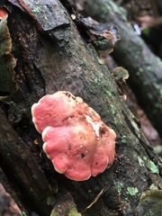 Phlebia incarnata image