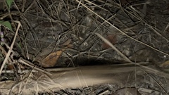 Litoria nasuta