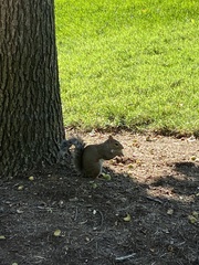 Sciurus carolinensis