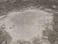 Pogonomyrmex occidentalis