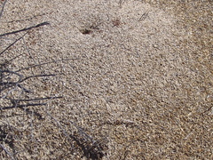 Pogonomyrmex occidentalis