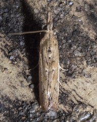 Macrorrhinia endonephele