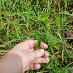 Tephrosia spicata