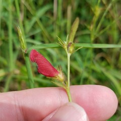 Tephrosia spicata