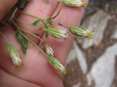Brickellia parvula