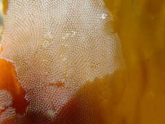 Corambe pacifica