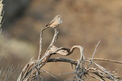 Salpinctes obsoletus