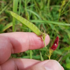 Tephrosia spicata