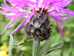 Centaurea ambigua