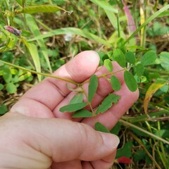 Tephrosia spicata
