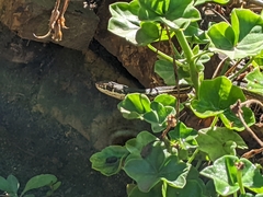 Masticophis lateralis lateralis