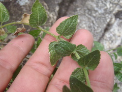 Brickellia parvula
